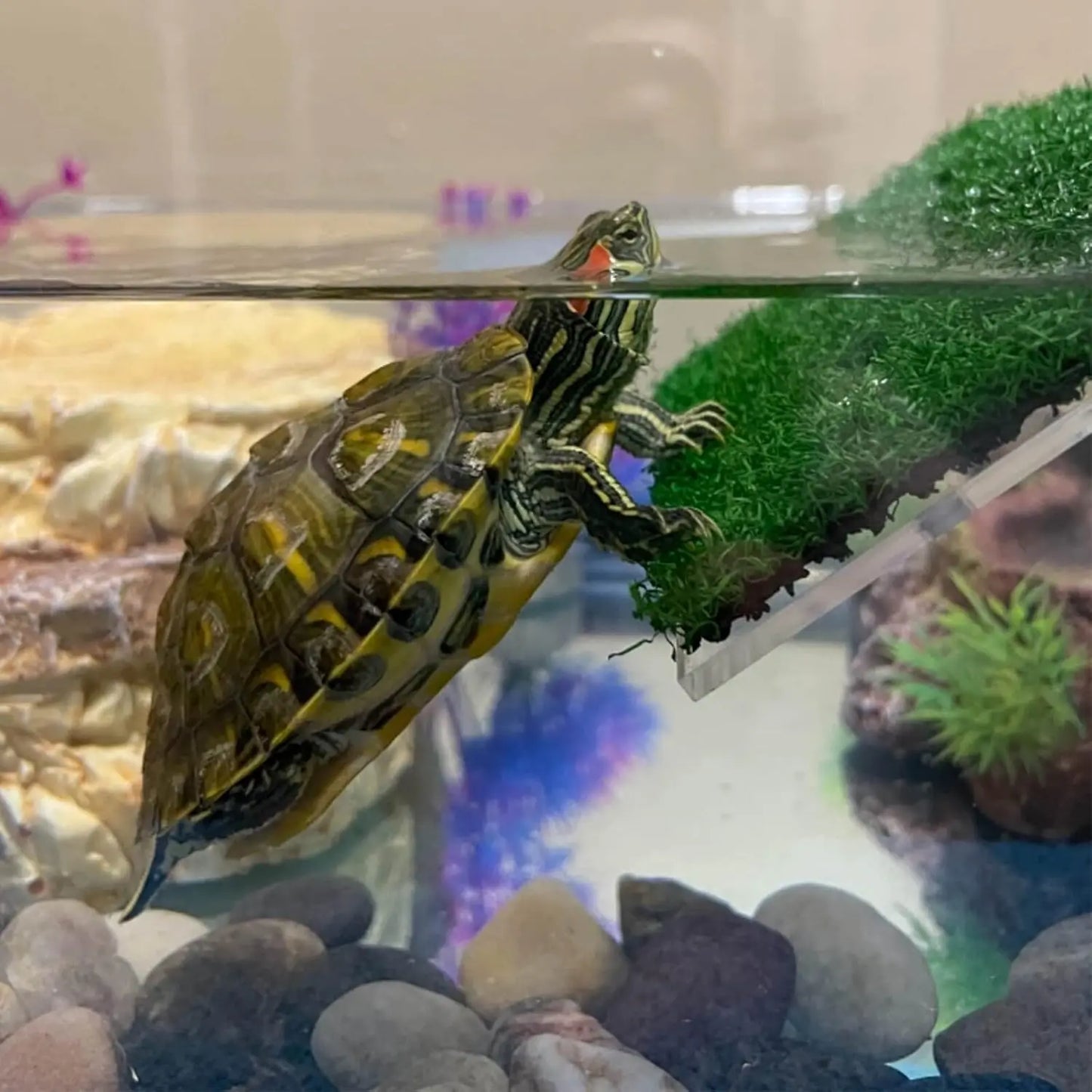 Turtle Basking Platform Ramp For Tank Non Toxic PP Plastic