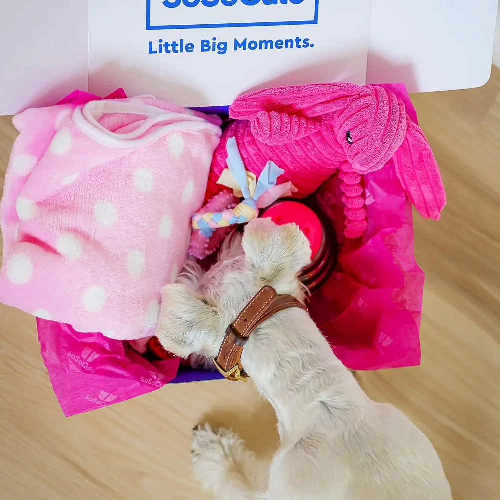 Pink Dog Gift Box - Puppy Chew Toy Set of 5 - Care Package with Dog Blanket, Squeaky Plush, Rubber Puppy Teether, Teething Ball,
