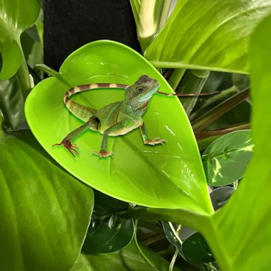 10Pcs Crested Gecko Tank Accessories Leaf Shape Bearded Dragon Basking Platform with Suction Cups Tree Frog Tank and Crested Ge